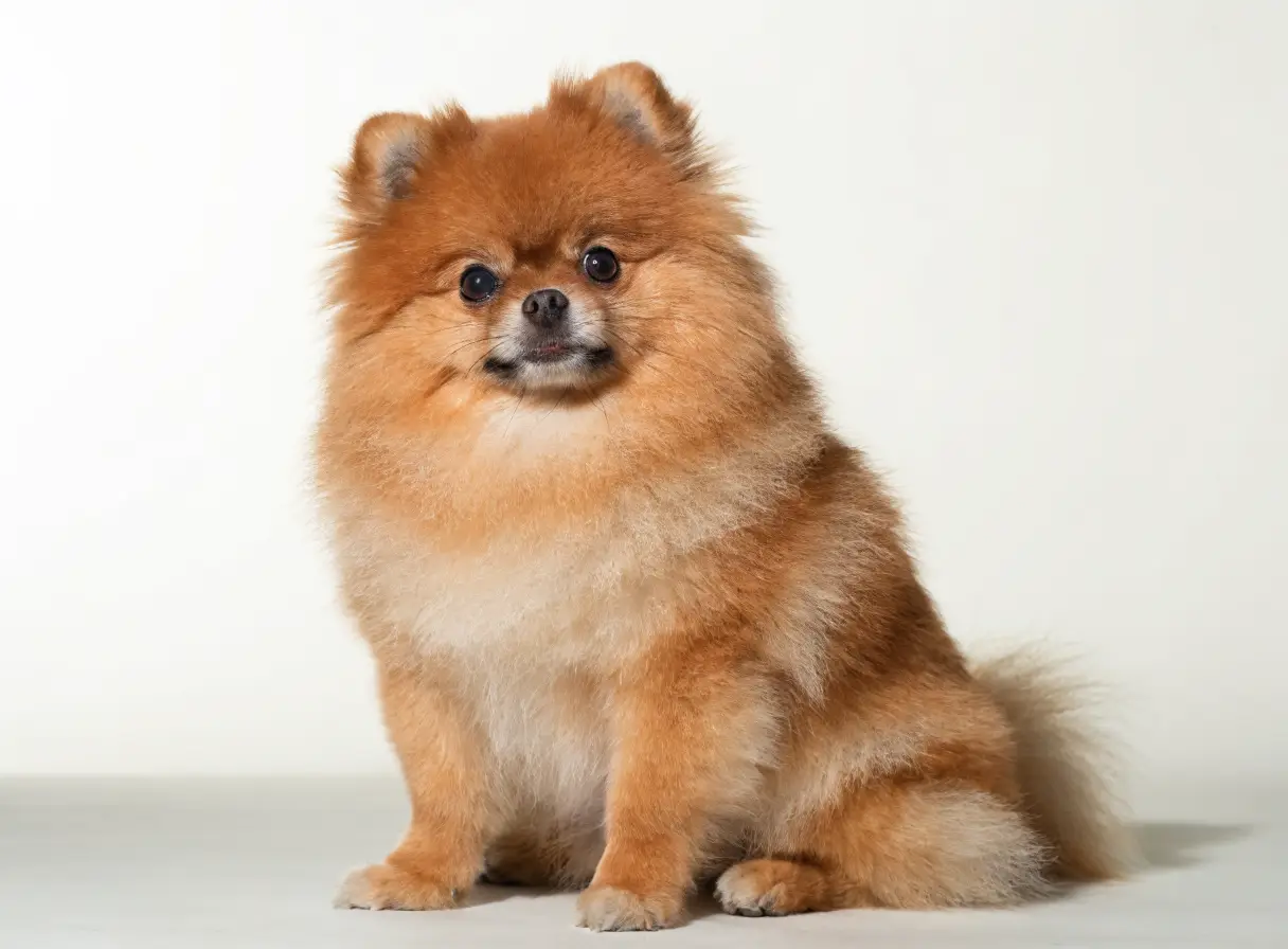 포메라니안 위생 미용